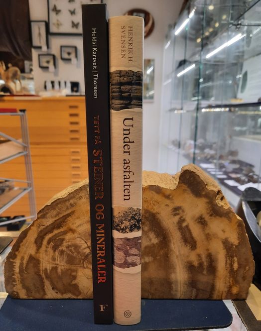 Hovedbilde Bokstøtter av fossilt tre, Indonesia