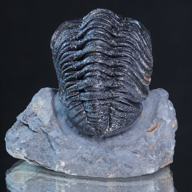 Hovedbilde Trilobitt (Morocops forteyi)