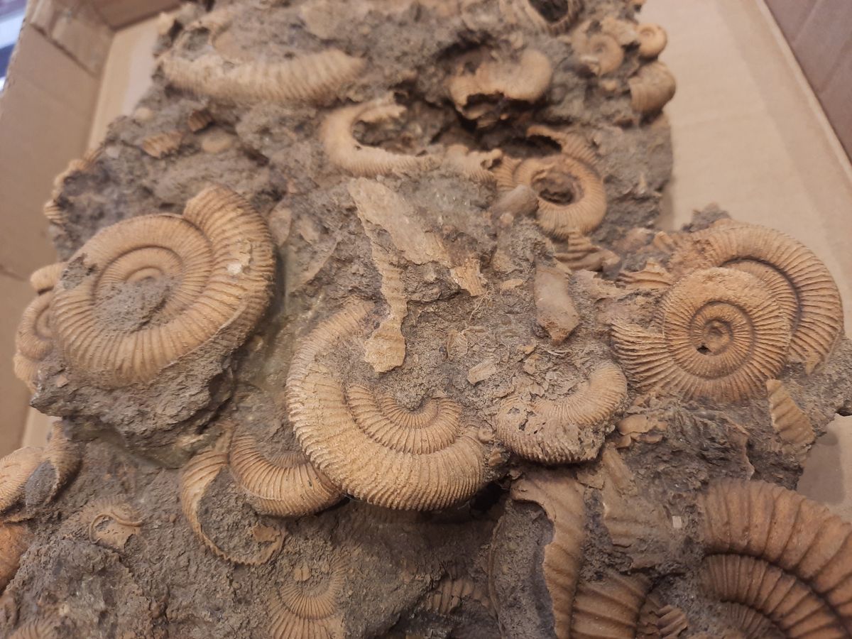 Massedødplate av Dactylioceras-ammonitter