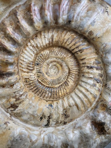 Hovedbilde Kjempeammonitt (Kranaosphinctes sp.)