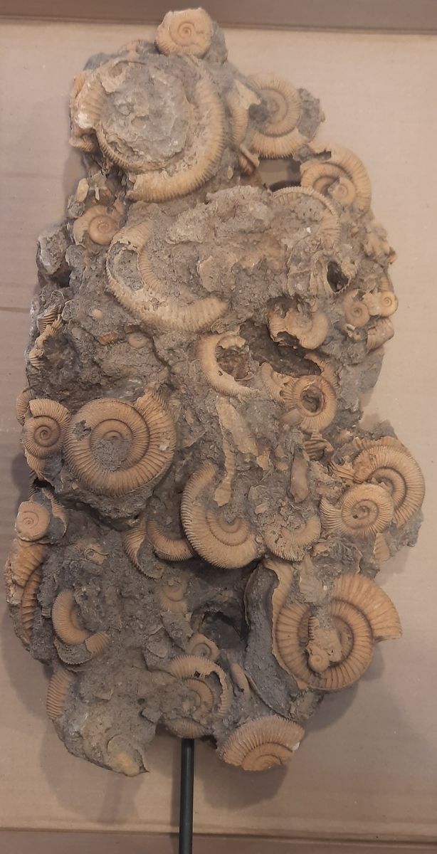 Massedødplate av Dactylioceras-ammonitter
