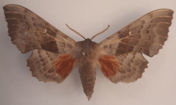 Hovedbilde Ospesvermer (Laothoe populi) i ramme (15 x 12 x 5,4 cm)