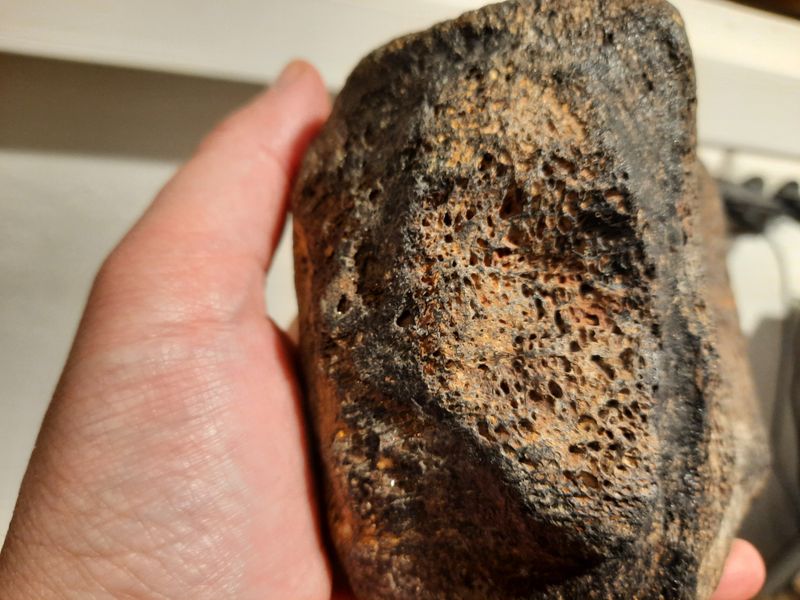 Ryggvirvel av iguanodontid (ca. 130 mill år)