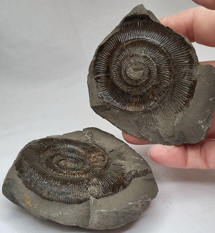 Ammonitt (Dactylioceras sp.), delt nodul, Whitby, England